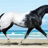 Koliko je težak konj?